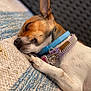 Bella is registered to the contest to win money with this photo: dog, sleeping, close_up, collar, paw, relaxed, pet, fur, animal, texture, blanket, blue, white, resting, cozy, indoor, cute, small_dog, peaceful, napping
