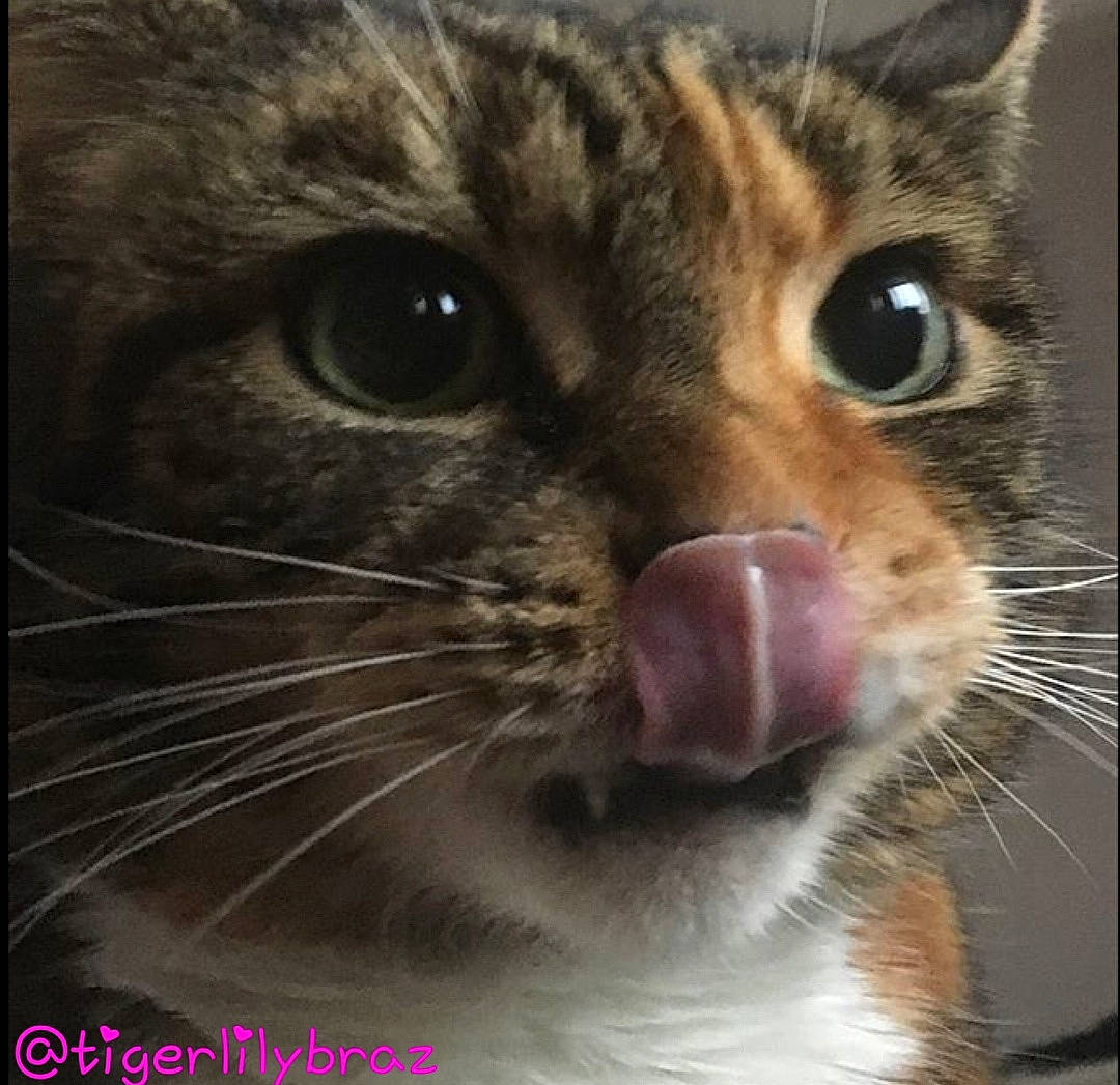 Tiger-lily And Whimzee Braz joined the competition — help win amazing prizes! aegean_cat, american_wirehair, asian, california_spangled, carnivore, cat, close_up, domestic_short_haired_cat, dragon_li, european_shorthair, eye, facial_expression, felidae, mammal, nose, small_to_medium_sized_cats, snout, tabby_cat, vertebrate, whiskers