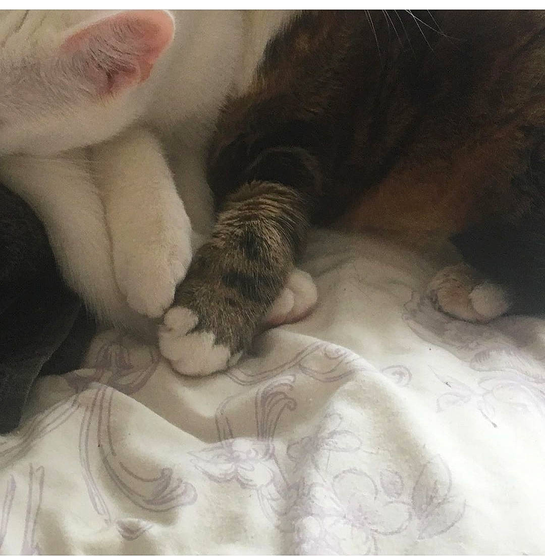 Tiger-lily And Whimzee Braz is registered to the contest to win money with this photo: beauty, carnivore, cat, child, ear, eye, felidae, fur, hand, human, kitten, nap, norwegian_forest_cat, nose, paw, polydactyl_cat, skin, sleep, small_to_medium_sized_cats, whiskers