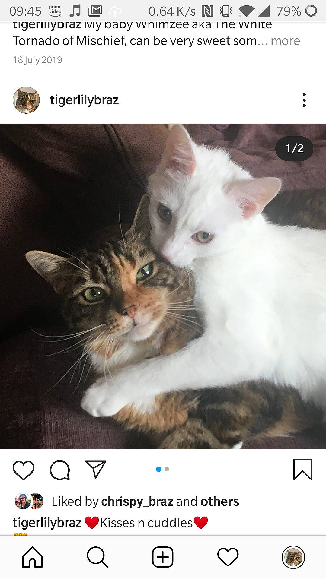 Tiger-lily And Whimzee Braz is registered to the contest to win money with this photo: aegean_cat, asian, carnivore, cat, domestic_short_haired_cat, european_shorthair, felidae, kitten, paw, photo_caption, photography, polydactyl_cat, small_to_medium_sized_cats, whiskers