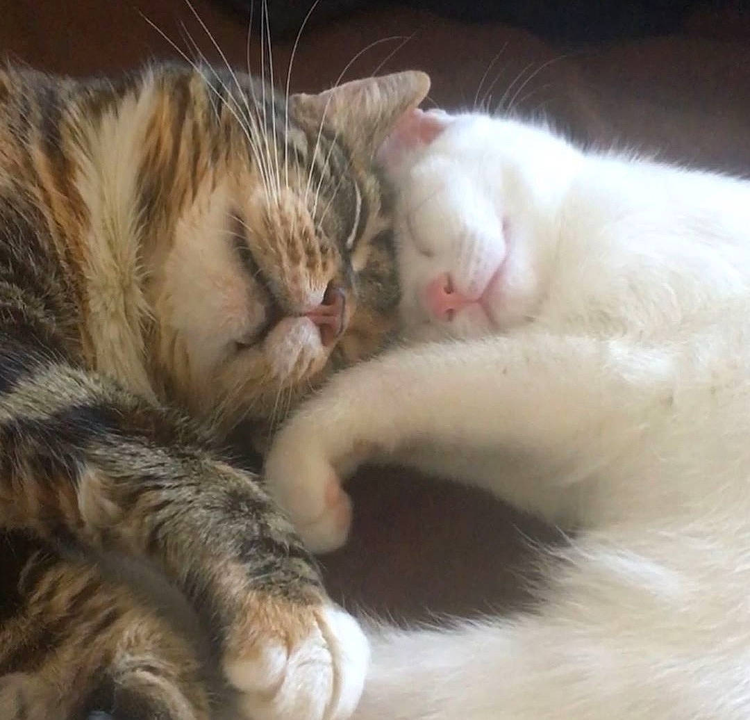 Tiger-lily And Whimzee Braz is registered to the contest to win money with this photo: aegean_cat, american_wirehair, asian, carnivore, cat, claw, ear, european_shorthair, felidae, fur, kitten, mammal, nap, paw, polydactyl_cat, sleep, small_to_medium_sized_cats, snout, tabby_cat, whiskers