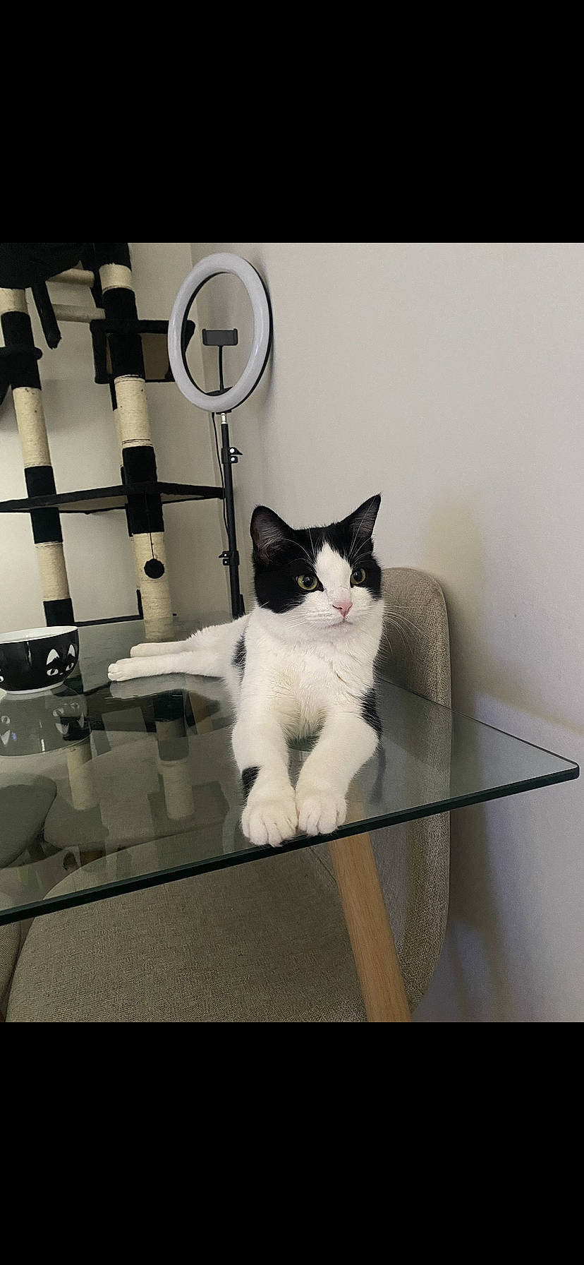 Tchikita participe au concours pour gagner de l'argent avec cette photo : box, carnivore, cat, comfort, domestic_short_haired_cat, eye, felidae, flooring, font, fur, monochrome, monochrome_photography, rectangle, room, shelf, small_to_medium_sized_cats, snout, square, tail, whiskers