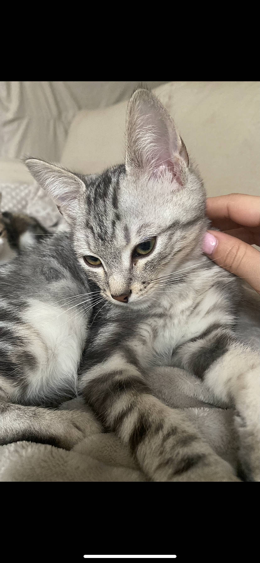 Silver participe au concours pour gagner de l'argent avec cette photo : carnivore, cat, claw, comfort, domestic_short_haired_cat, event, felidae, fur, nap, paw, small_to_medium_sized_cats, snout, whiskers