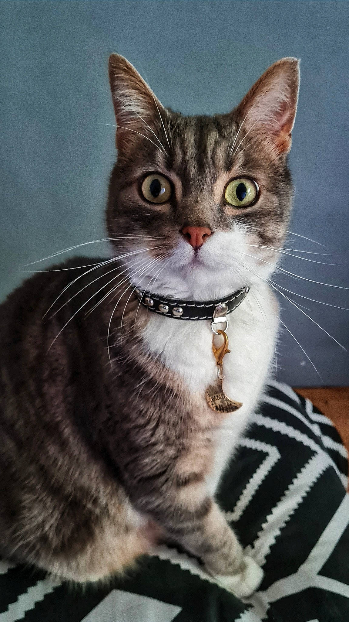 Pablo Ochoa a rejoint le concours — aidez-le/la à gagner de superbes lots ! art, carnivore, cat, collar, curious, domestic_short_haired_cat, felidae, fur, iris, paw, pet_supply, photo_caption, small_to_medium_sized_cats, snout, tail, terrestrial_animal, whiskers, wildlife