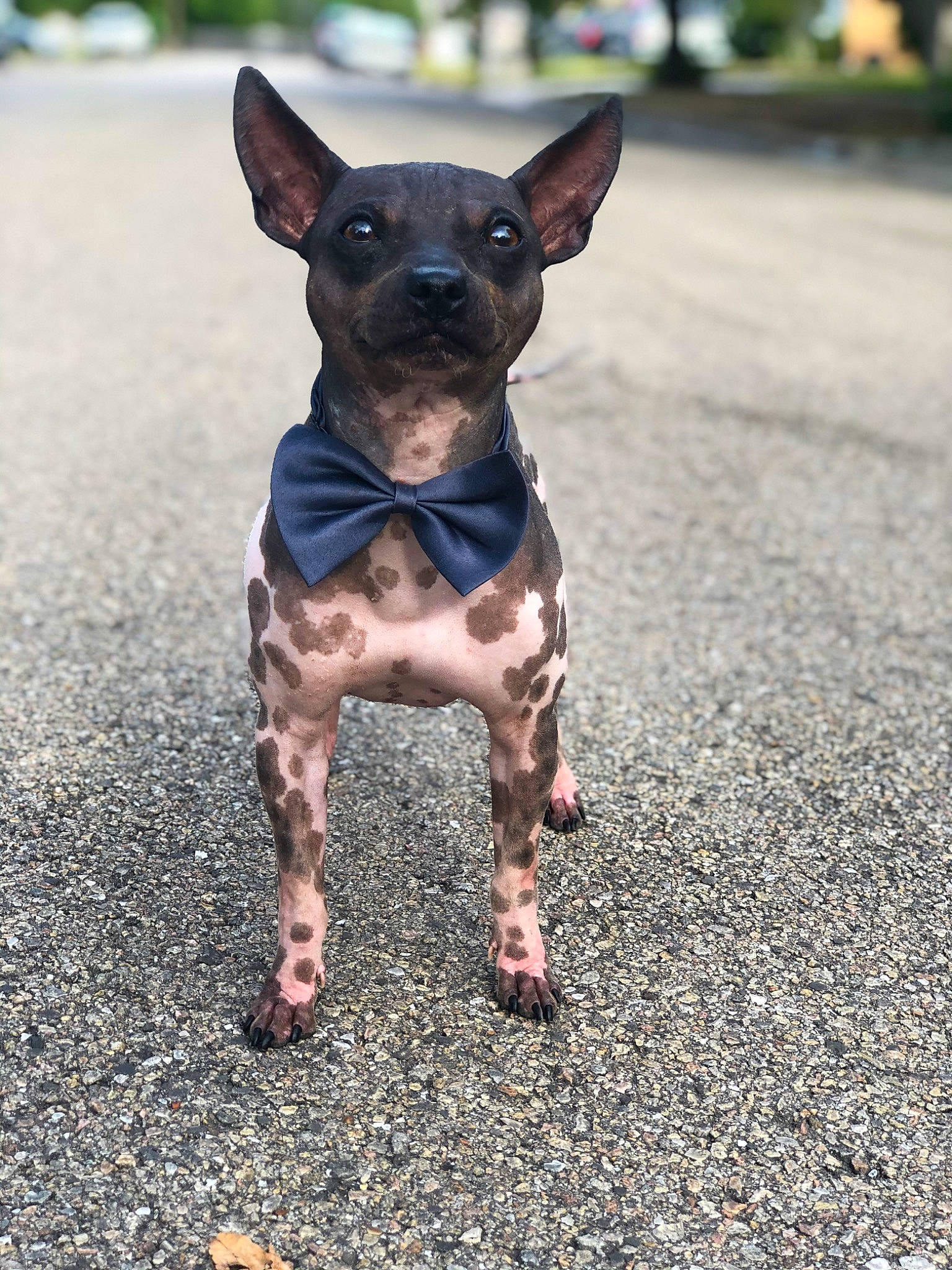 Aladar joined the competition — help win amazing prizes! american_hairless_terrier, canidae, carnivore, companion_dog, dog, dog_breed, english_toy_terrier, fawn, german_pinscher, mammal, miniature_pinscher, prazsky_krysarik, rare_breed_dog, snout, sporting_group, toy_dog, vertebrate, working_dog