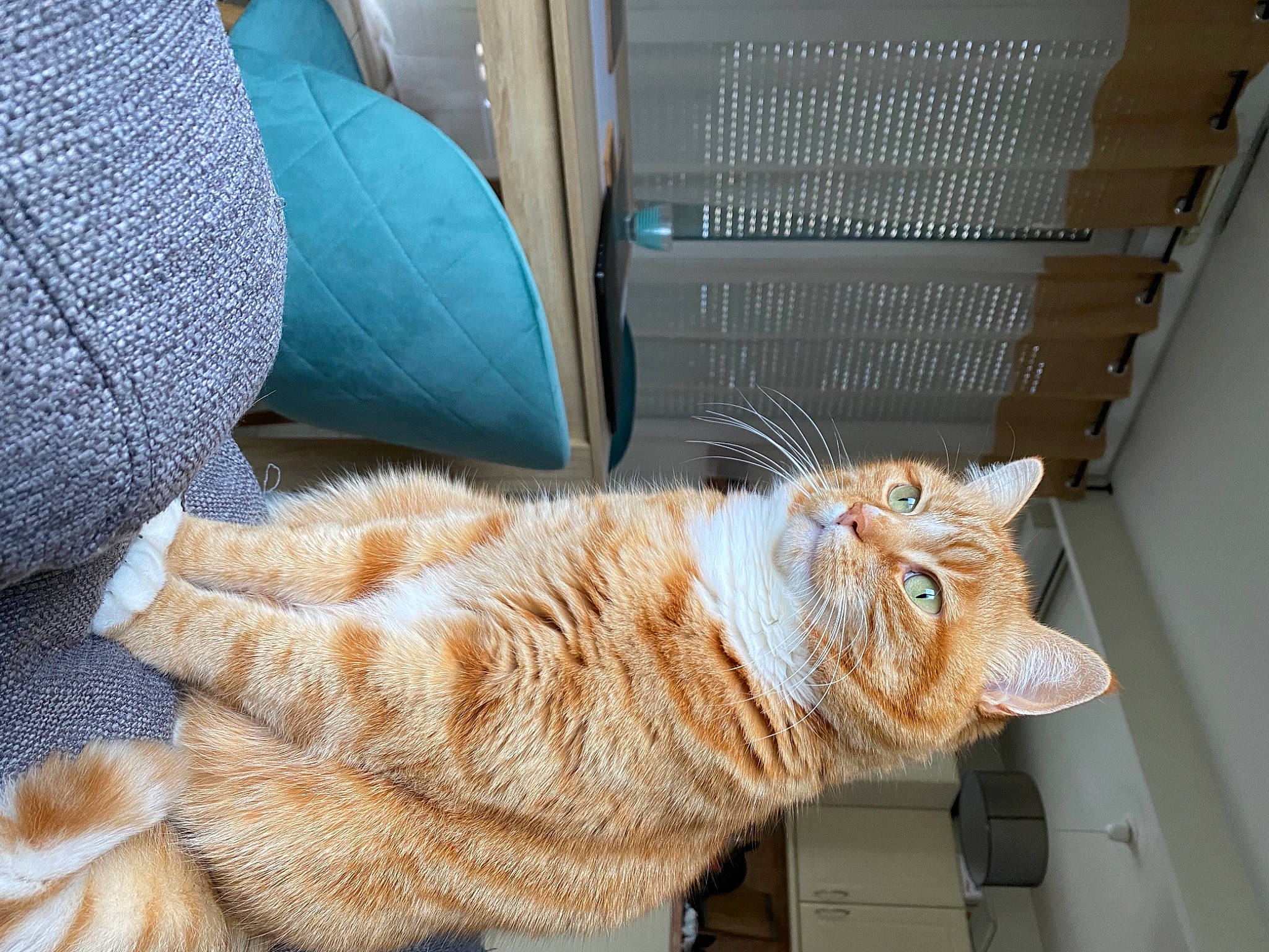 Honey participe au concours pour gagner de l'argent avec cette photo : animal_shelter, car_seat, carnivore, cat, claw, comfort, domestic_short_haired_cat, eye, fawn, felidae, foot, fur, paw, sitting, small_to_medium_sized_cats, snout, tail, whiskers, window, wood