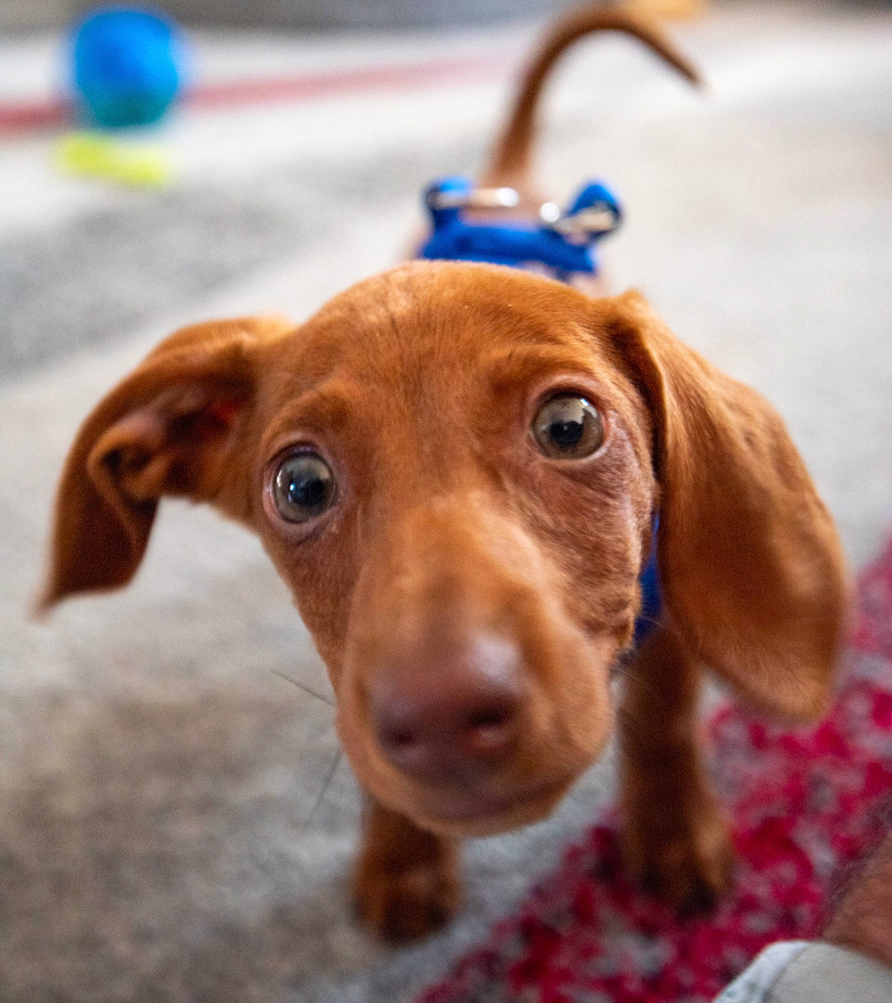 Mater is registered to the contest to win money with this photo: canidae, carnivore, circle, collar, companion_dog, dog, dog_breed, ear, eye, fawn, fur, hunting_dog, liver, pet_supply, snout, sporting_group, whiskers, wood, working_animal