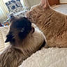 Asia is registered to the contest to win money with this photo: cat, cats, fluffy, licking, closeup, indoor, blanket, cozy, furniture, home, pet, animal, fur, whiskers, ear, bedroom, comfort, cute, interaction, companionship