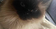 Asia is registered to the contest to win money with this photo: cat, fluffy, pet, indoor, blanket, window, curtain, fur, animal, relaxed, cozy, face, ears, whiskers, light, shadow, domestic, cute, feline, resting