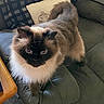 Asia joined the competition — help win amazing prizes! cat, fluffy, indoor, couch, furniture, blue_eyes, curious, pet, animal, domestic, fur, whiskers, living_room, pillow, blanket, brown, black_face, close_up, looking, cozy