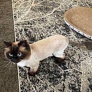 Asia is registered to the contest to win money with this photo: cat, pet, indoor, blue_eyes, shaved_fur, patterned_rug, scratching_pad, feline, animal, domestic, curious, whiskers, ears, tail, floor, home, cute, looking_up, brown, black