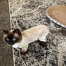 cat, pet, indoor, blue_eyes, shaved_fur, patterned_rug, scratching_pad, feline, animal, domestic, curious, whiskers, ears, tail, floor, home, cute, looking_up, brown, black