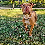 Deuce joined the competition — help win amazing prizes! dog, brown_dog, pet, grass, outdoor, yard, fence, tree, sunlight, collar, animal, canine, alert, standing, nature, summer, ears, eyes, snout, muzzle
