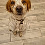 dog, pet, floor, tile, speckled, brown, white, collar, sitting, looking_up, animal, indoor, cute, ears, fur, paws, nose, waiting, companion, friend
