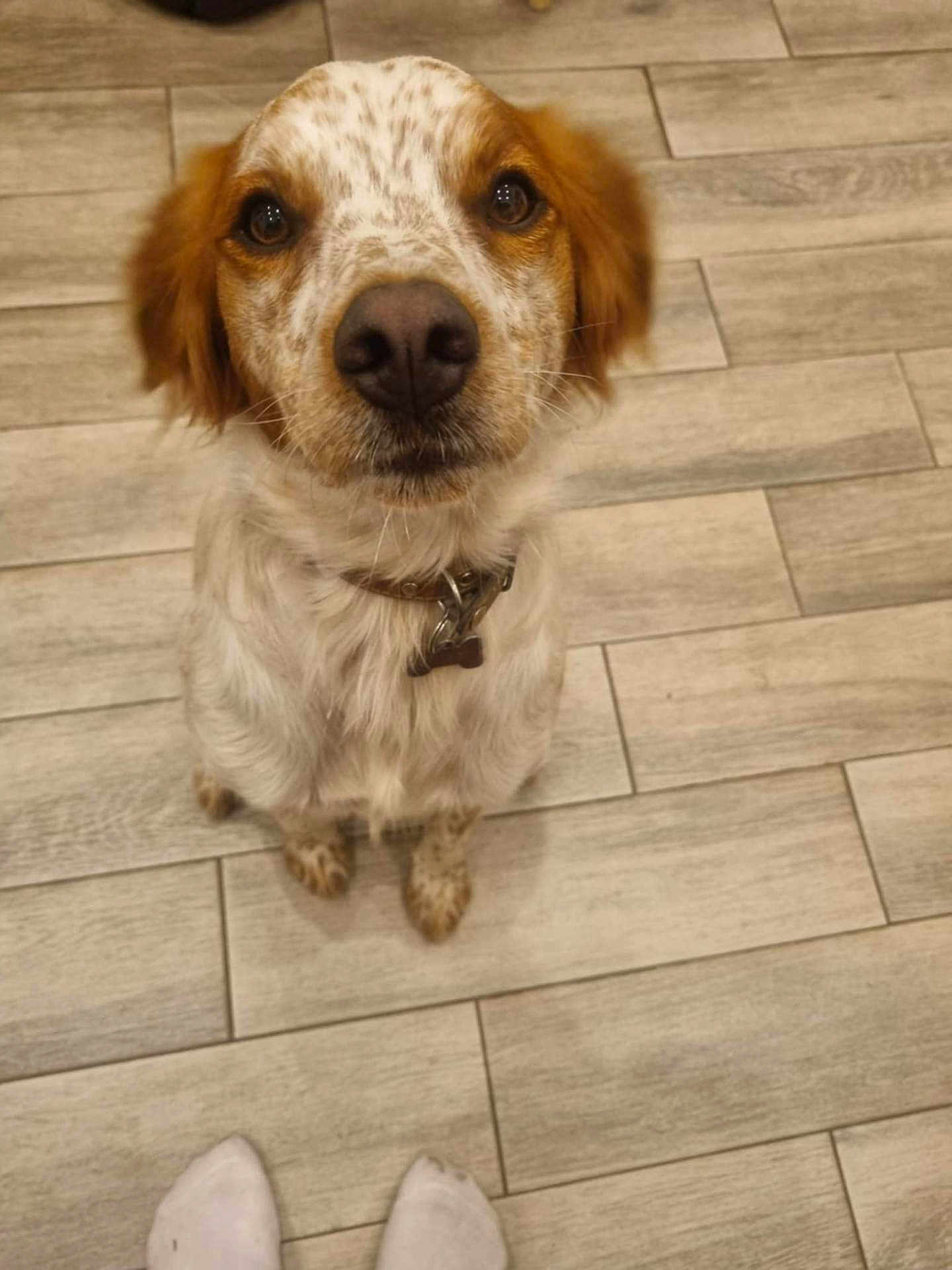Rex participe au concours pour gagner de l'argent avec cette photo : dog, pet, floor, tile, speckled, brown, white, collar, sitting, looking_up, animal, indoor, cute, ears, fur, paws, nose, waiting, companion, friend