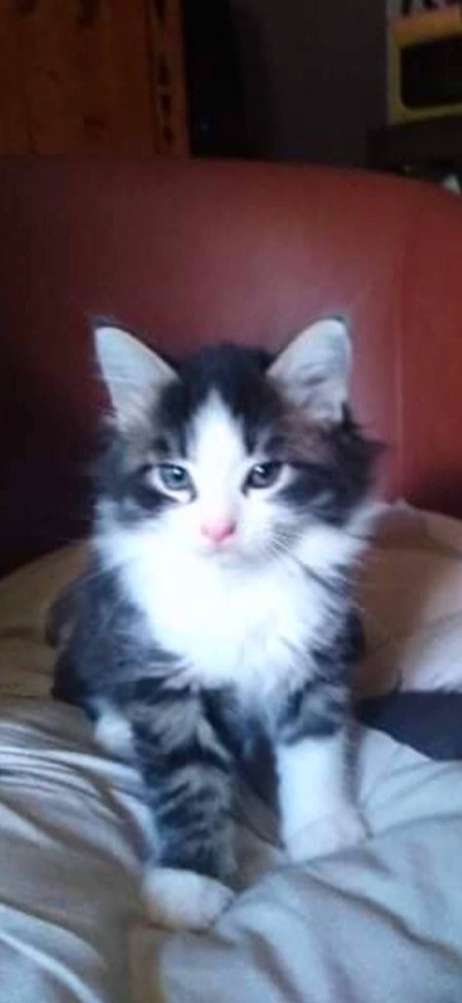 Ninho participe au concours pour gagner de l'argent avec cette photo : american_curl, american_wirehair, asian, carnivore, cat, cymric, domestic_long_haired_cat, domestic_short_haired_cat, european_shorthair, felidae, kitten, maine_coon, mammal, norwegian_forest_cat, polydactyl_cat, siberian, small_to_medium_sized_cats, snout, vertebrate, whiskers