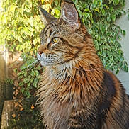 Xylou participe au concours pour gagner de l'argent avec cette photo : cat, fluffy, portrait, side_view, outdoor, greenery, sunlight, whiskers, ears, fur, animal, pet, nature, closeup, focused, tabby, yellow_eyes, mammal, domestic_cat, relaxed