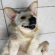 Volfy participe au concours pour gagner de l'argent avec cette photo : dog, canine, pet, lying_down, floor, tile, white_fur, fluffy, relaxed, teeth, mouth, ears, paw, cute, animal, indoor, friendly, playful, smiling, closeup