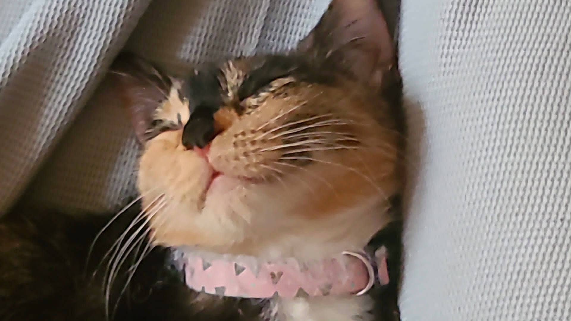 Precious joined the competition — help win amazing prizes! box, carnivore, cat, claw, collar, comfort, domestic_short_haired_cat, fang, felidae, fur, paw, small_to_medium_sized_cats, snout, tail, terrestrial_animal, whiskers, window