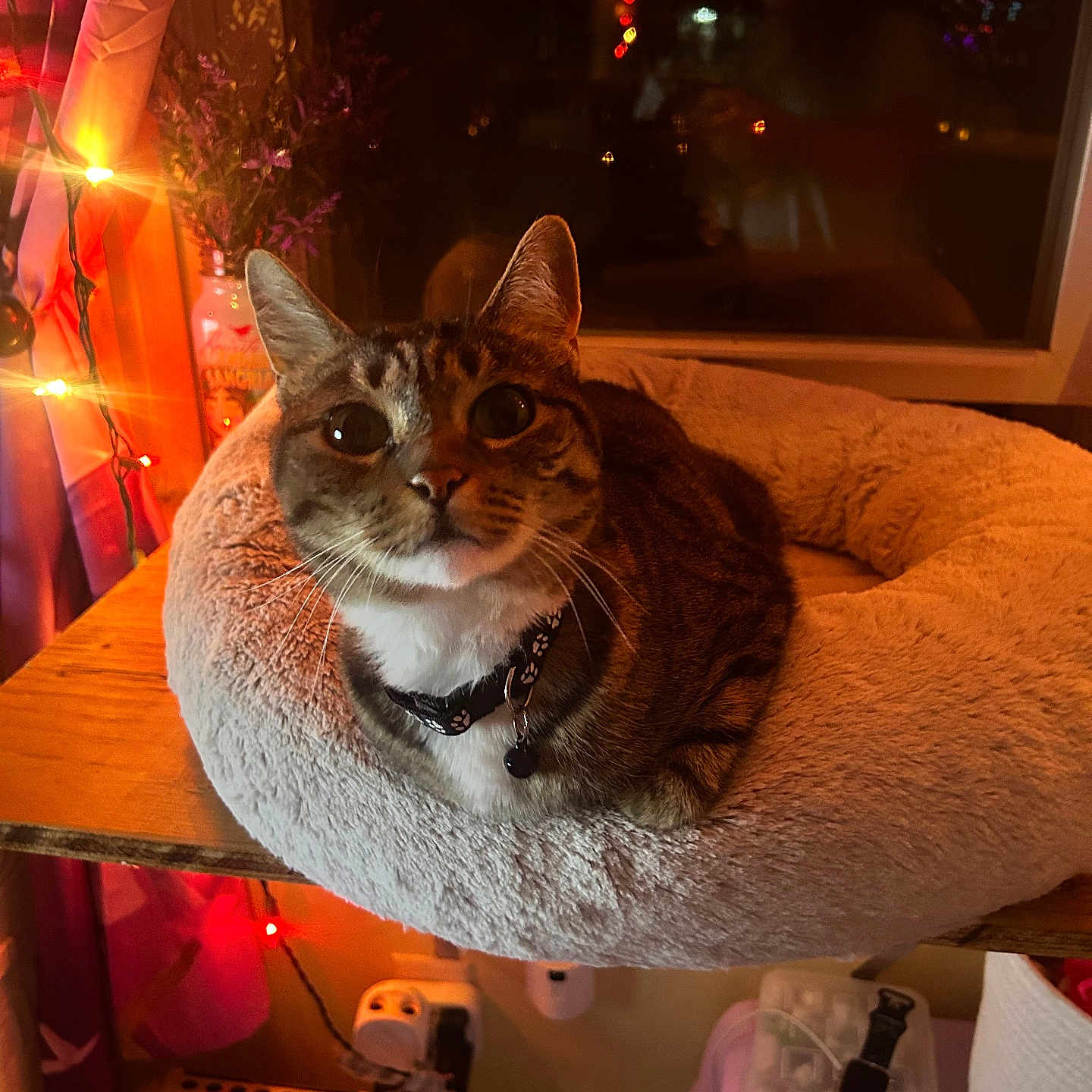 Bella is registered to the contest to win money with this photo: cat, collar, cozy, curtain, decor, electronics, flowers, furniture, indoor, night, pet_bed, power_outlet, reflection, relaxed, string_lights, tabby, vase, whiskers, window, wooden_surface