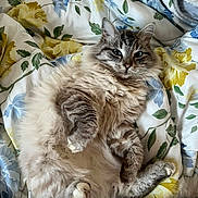 Pacha participe au concours pour gagner de l'argent avec cette photo : cat, fluffy, relaxed, lying_down, bed, blanket, floral_pattern, indoor, fur, pet, cute, cozy, animal, whiskers, paws, sleepy, tabby, soft, comfort, resting