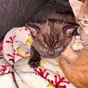 Penny is registered to the contest to win money with this photo: black_kitten, blanket, blue_eyes, cat, closeup, couch, cozy, fur, indoor, kitten, newborn, notification, orange_kitten, patterned_blanket, paw, pet, screenshot, sleepy, smartphone_ui, sofa