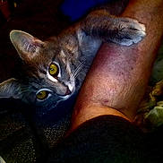 Kitaleo joined the competition — help win amazing prizes! cat, yellow_eyes, arm, fur, pet, indoor, close_up, animal, curious, clinging, person, skin, texture, dim_lighting, cozy, intimate, domestic, companion, resting, soft