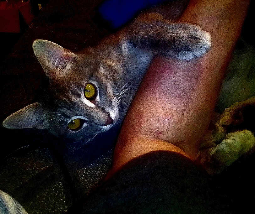 Kitaleo joined the competition — help win amazing prizes! cat, yellow_eyes, arm, fur, pet, indoor, close_up, animal, curious, clinging, person, skin, texture, dim_lighting, cozy, intimate, domestic, companion, resting, soft