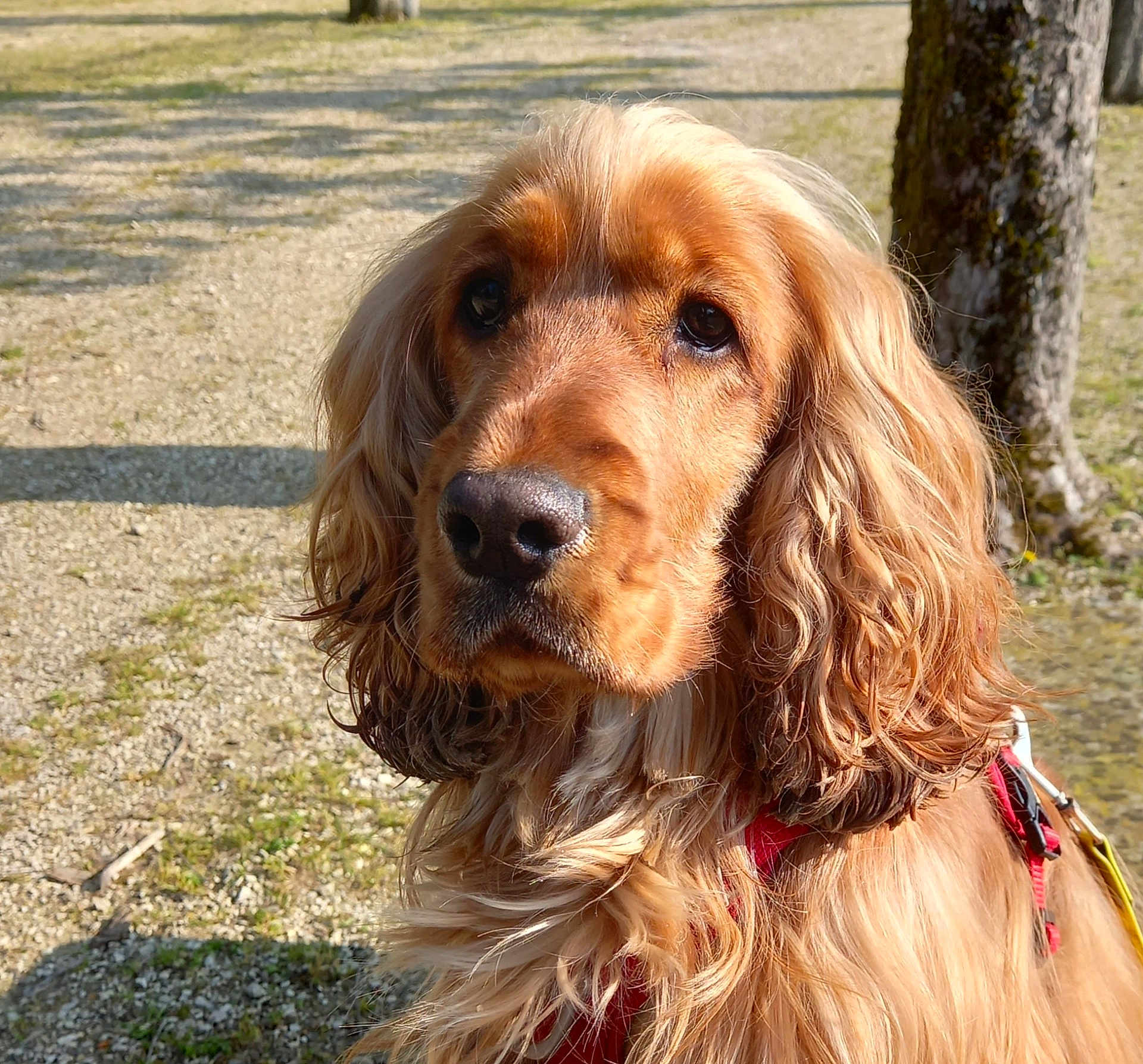 Muffin a rejoint le concours — aidez-le/la à gagner de superbes lots ! dog, golden_brown, long_fur, wavy_fur, outdoor, sunny, harness, pet, canine, nature, tree, path, closeup, portrait, animal, mammal, grass, fur, looking, daylight