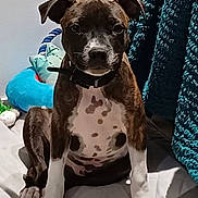 Aïko participe au concours pour gagner de l'argent avec cette photo : animal, bed, blanket, brindle, collar, cozy, cute, dog, domestic, fur, indoor, looking_at_camera, pet, plush_toy, portrait, puppy, sitting, toy, white_paws, young_dog