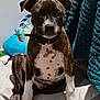 animal, bed, blanket, brindle, collar, cozy, cute, dog, domestic, fur, indoor, looking_at_camera, pet, plush_toy, portrait, puppy, sitting, toy, white_paws, young_dog