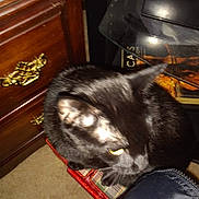Midnight is registered to the contest to win money with this photo: black_cat, cat, pet, feline, indoor, furniture, wooden_dresser, carpet, yellow_eyes, basket, book, blur, unfocused, domestic_animal, animal, whiskers, ear, tail, floor, home