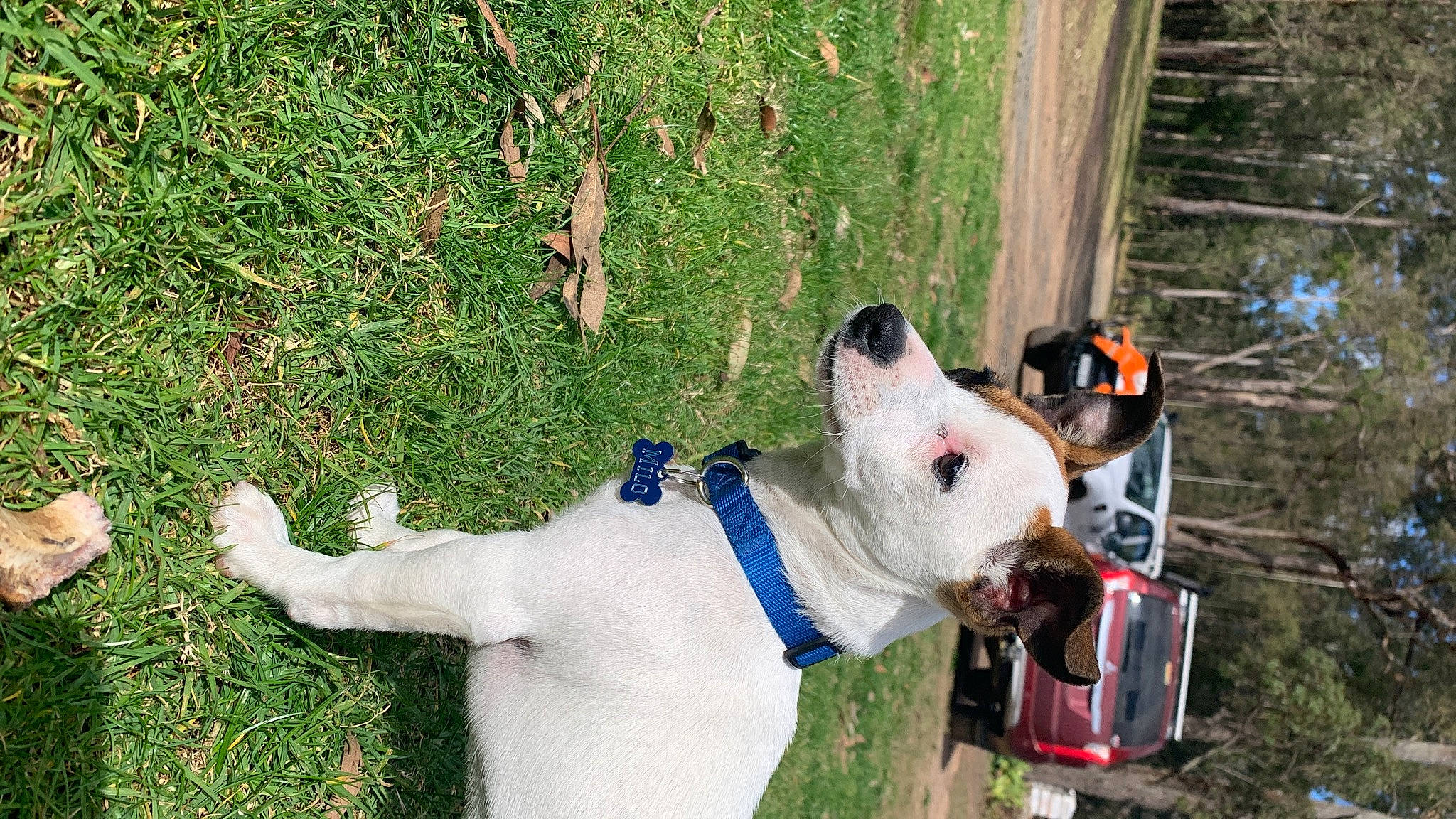 Milo joined the competition — help win amazing prizes! art, carnivore, collar, companion_dog, dog, dog_breed, dog_collar, dog_supply, fashion_accessory, fawn, grass, green, leash, mammal, pet_supply, plant, snout, tail, vertebrate, working_animal