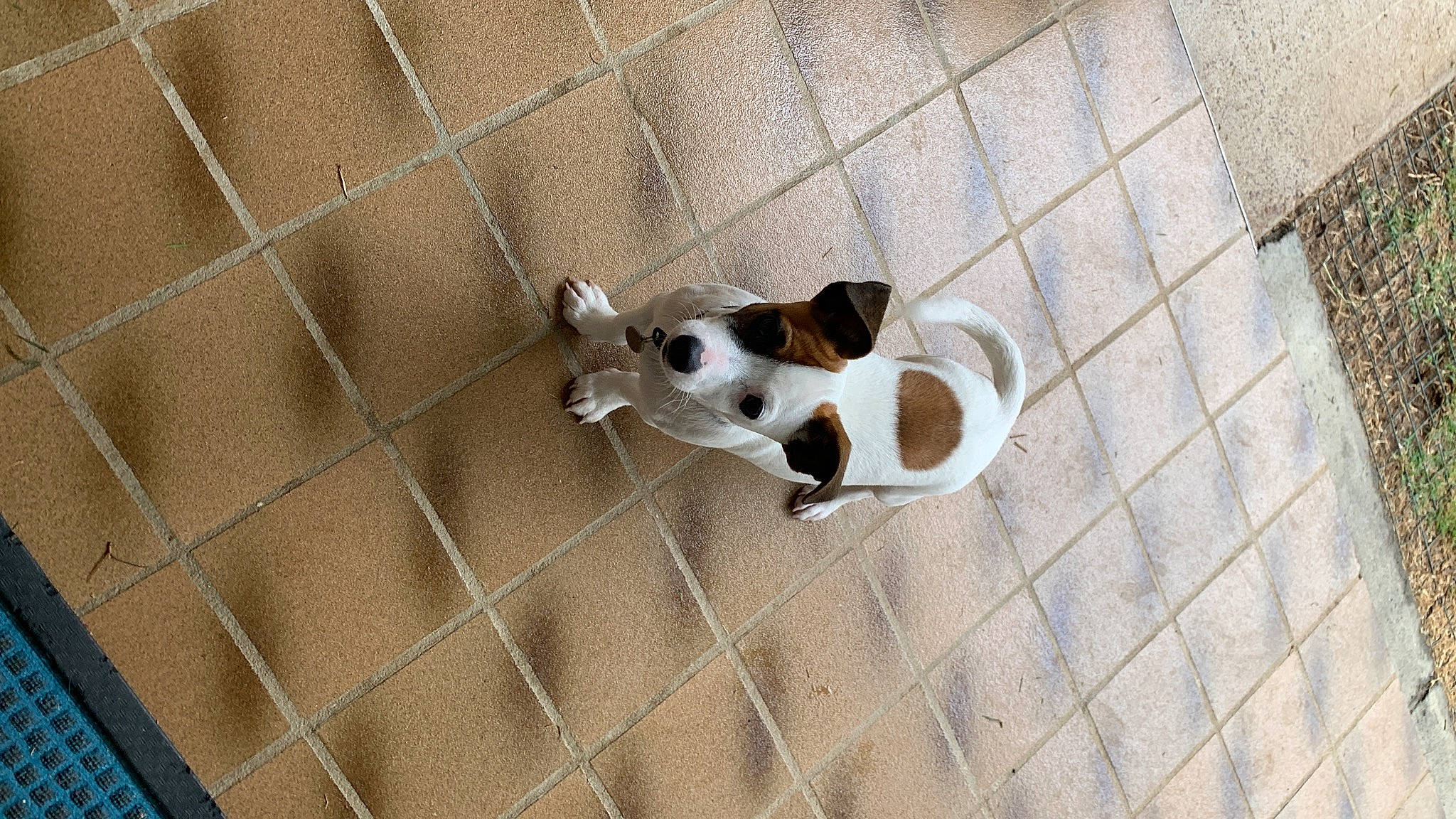 Milo joined the competition — help win amazing prizes! beige, canidae, carnivore, companion_dog, composite_material, dog, dog_breed, dog_supply, fawn, floor, flooring, hardwood, line, pattern, paw, road_surface, sporting_group, tail, wood, working_animal