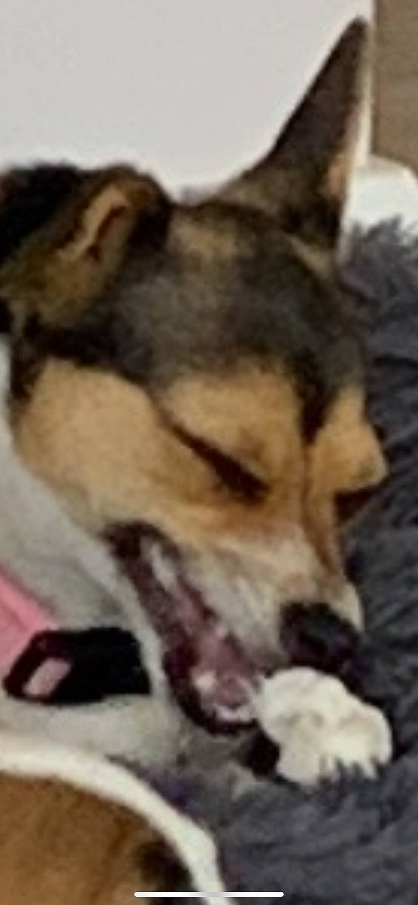 Puss joined the competition — help win amazing prizes! ancient_dog_breeds, canidae, carnivore, companion_dog, dog, dog_breed, fawn, fur, herding_dog, non_sporting_group, snout, sporting_group, terrestrial_animal, whiskers, wildlife, working_dog