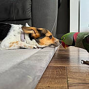 Bingo is registered to the contest to win money with this photo: dog, parrot, animal, pet, indoor, floor, carpet, wooden_floor, close_up, face_to_face, curious, colorful, companion, lying_down, beak, snout, furniture, home, domestic, interaction