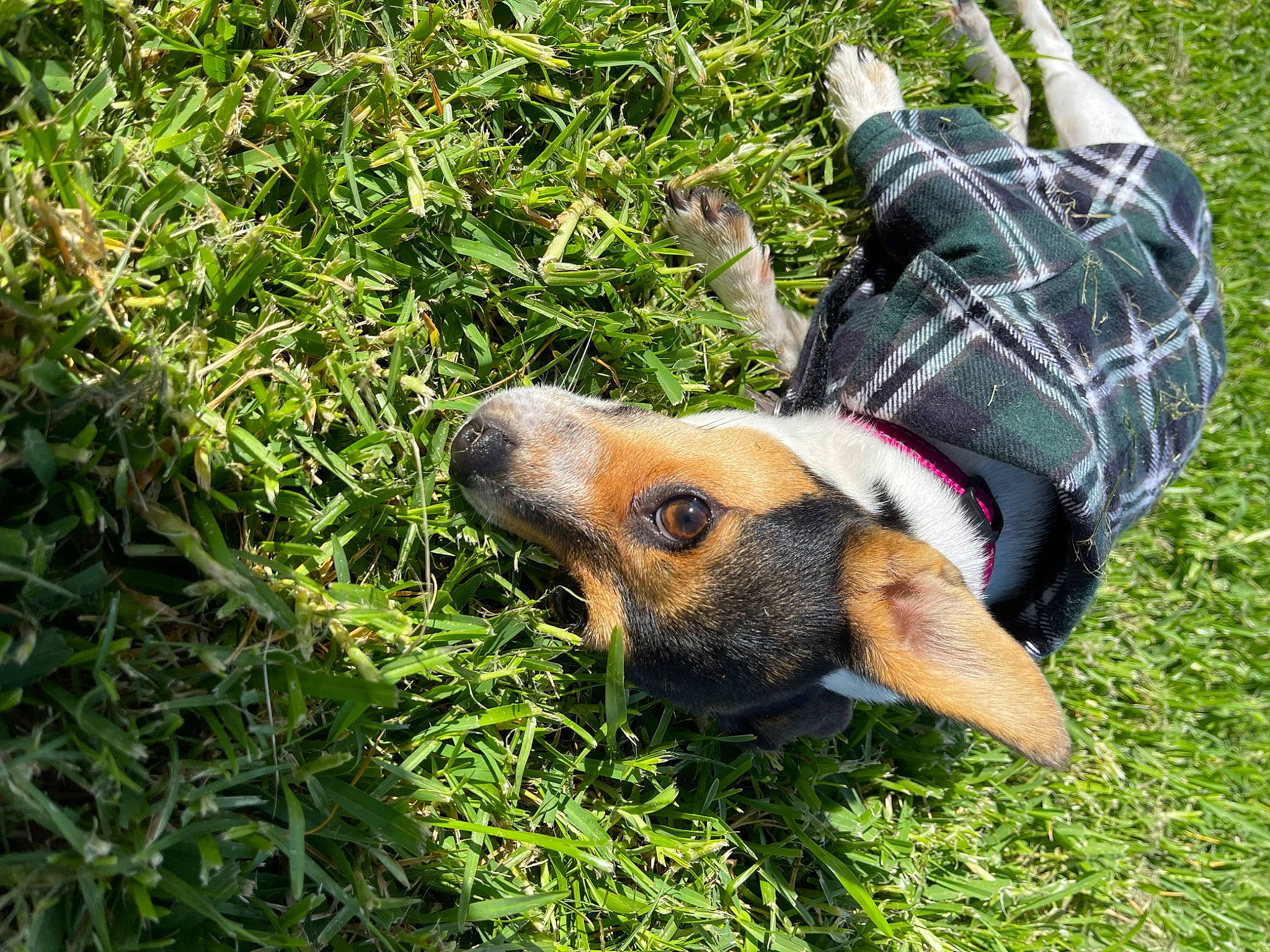 Bingo joined the competition — help win amazing prizes! canidae, carnivore, collar, companion_dog, dog, dog_breed, fawn, grass, grass_family, grassland, groundcover, guard_dog, lawn, pasture, plant, snout, sporting_group, tartan, terrestrial_animal, working_animal