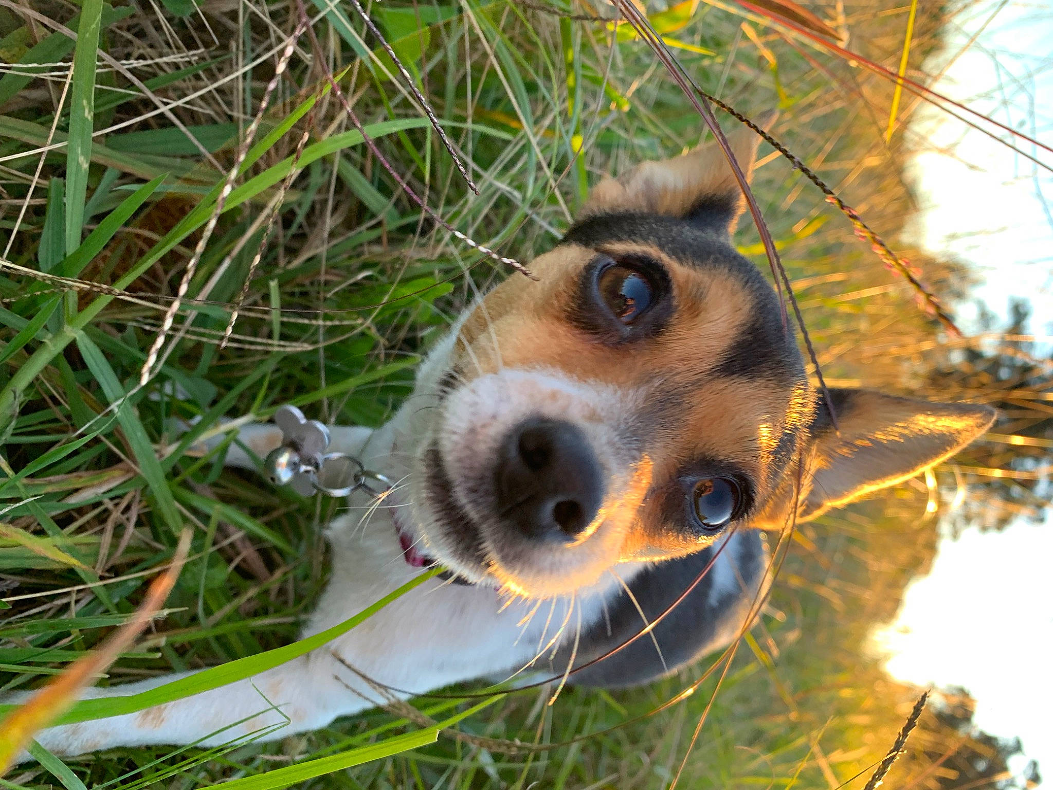 Bingo joined the competition — help win amazing prizes! canidae, carnivore, companion_dog, dog, dog_breed, fawn, fur, grass, happy, marsupial, mesh, plant, puppy, service, snout, sporting_group, terrestrial_animal, tree, twig, whiskers