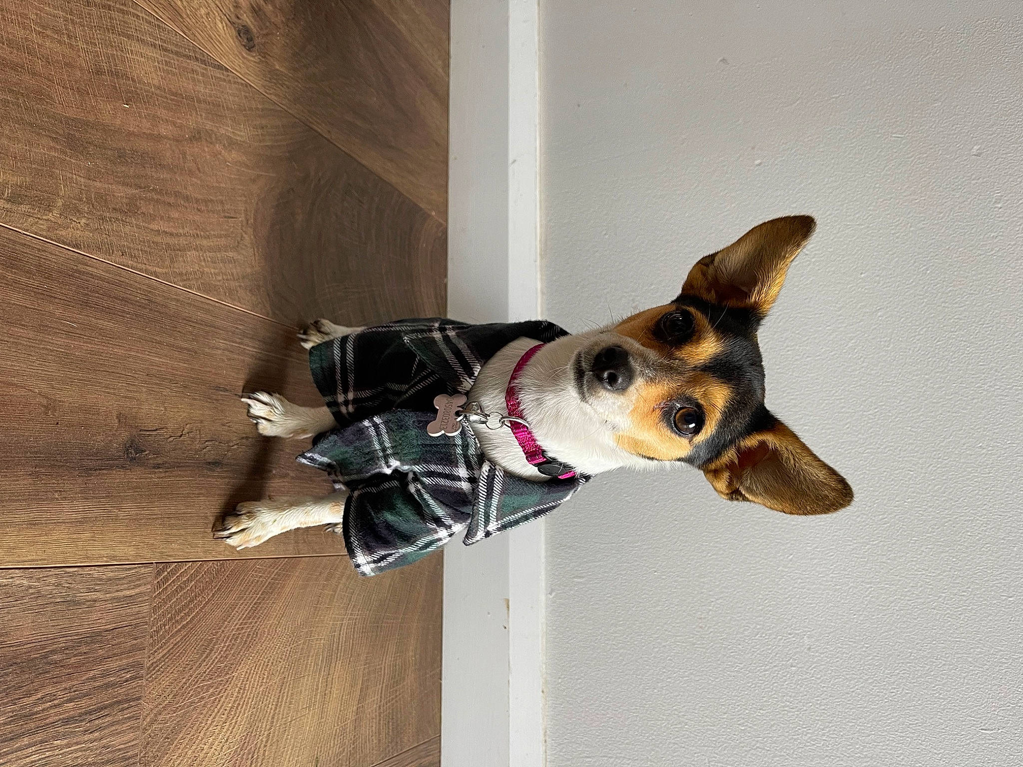 Bingo is registered to the contest to win money with this photo: carnivore, collar, companion_dog, dog, dog_breed, dog_collar, dog_supply, fashion_accessory, fawn, hardwood, herding_dog, leash, pet_supply, snout, sporting_group, toy, whiskers, window, wood, working_animal