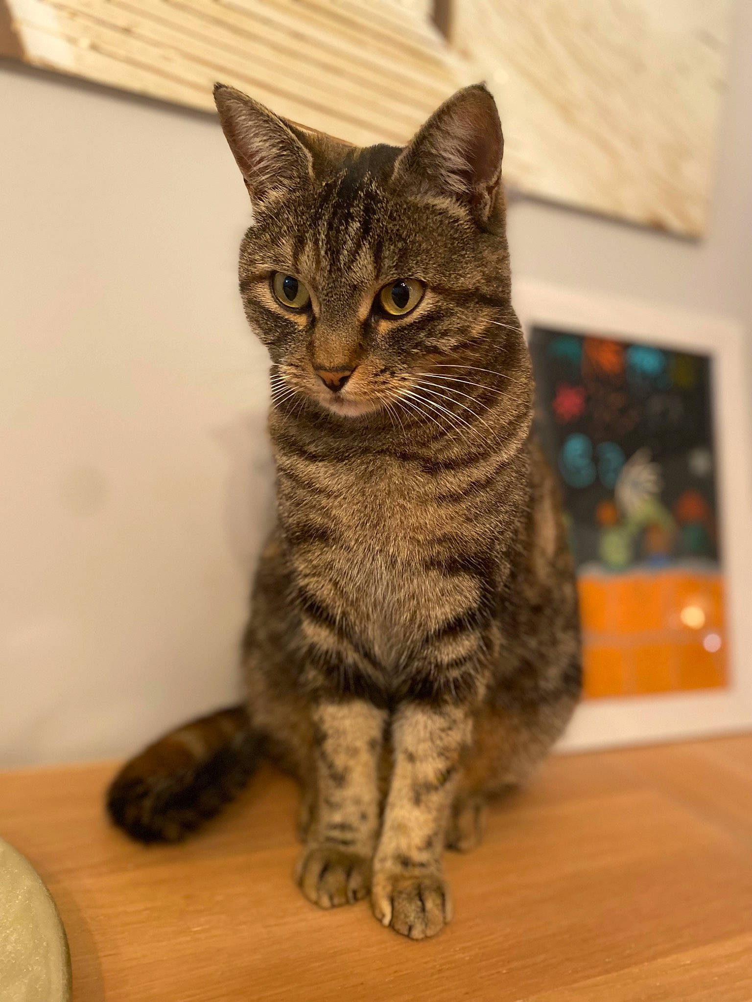 Lune participe au concours pour gagner de l'argent avec cette photo : art, carnivore, cat, domestic_short_haired_cat, felidae, flooring, fur, hardwood, paw, sitting, small_to_medium_sized_cats, snout, tail, terrestrial_animal, whiskers, wildlife, window, wood