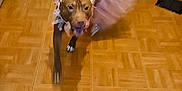 Nova a rejoint le concours — aidez-le/la à gagner de superbes lots ! dog, tutu, pink, indoor, floor, motion_blur, costume, pet, animal, brown_dog, wooden_floor, hallway, playful, cute, dress_up, house, puppy, running, fun, domestic