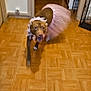 dog, tutu, pink, indoor, floor, motion_blur, costume, pet, animal, brown_dog, wooden_floor, hallway, playful, cute, dress_up, house, puppy, running, fun, domestic