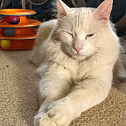 Popeye is registered to the contest to win money with this photo: animal, balls, carpet, cat, closeup, cozy, cute, feline, fluffy, home, indoor, orange_toy, paw, pet, relaxed, sleepy, soft, stretching, toy, white_cat