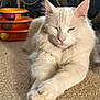 animal, balls, carpet, cat, closeup, cozy, cute, feline, fluffy, home, indoor, orange_toy, paw, pet, relaxed, sleepy, soft, stretching, toy, white_cat