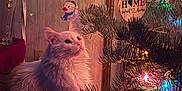 Popeye is registered to the contest to win money with this photo: cat, christmas_lights, christmas_tree, cozy, curious_cat, decorations, duck_ornament, festive, furry, holiday, home_sweet_home_sign, indoor, knitted_blanket, ornament, pet, pine_branches, table, warm_lighting, white_cat, wooden_ornament