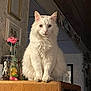 animal, cat, closeup, cozy, decorations, domestic, feline, fluffy, framed_photos, furry, heterochromia, household, indoor, pet, portrait, quiet, room, sitting, white_cat, wooden_cabinet