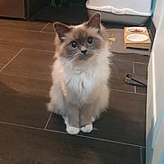 Satheen a rejoint le concours — aidez-le/la à gagner de superbes lots ! cat, fluffy, indoor, kitchen, pet, floor, litter_box, food_bowl, curtain, tile_floor, domestic_cat, cute, animal, mammal, white_paws, blue_eyes, sitting, looking_up, furry, household