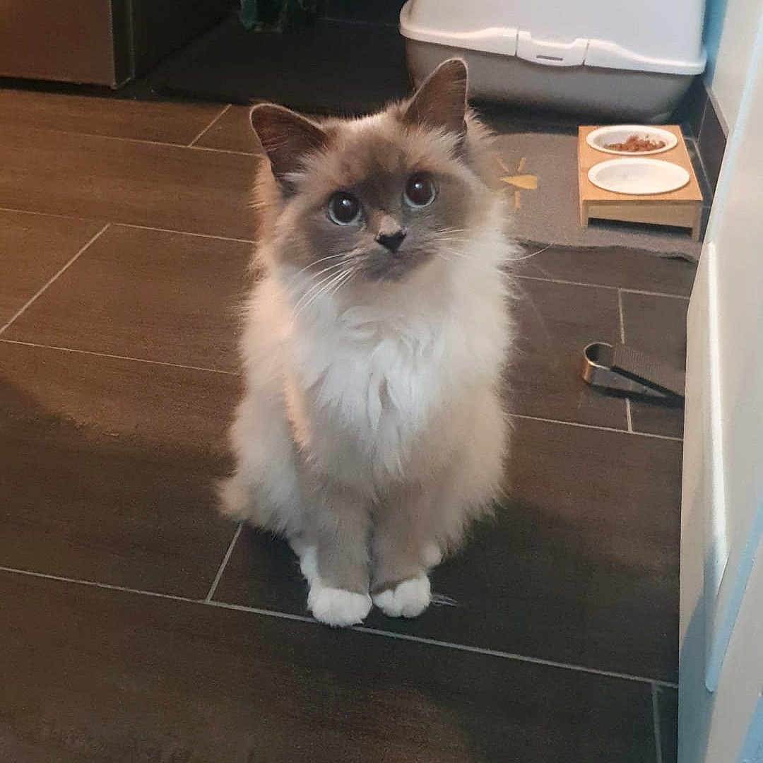 Satheen a rejoint le concours — aidez-le/la à gagner de superbes lots ! animal, blue_eyes, cat, curtain, cute, domestic_cat, floor, fluffy, food_bowl, furry, household, indoor, kitchen, litter_box, looking_up, mammal, pet, sitting, tile_floor, white_paws