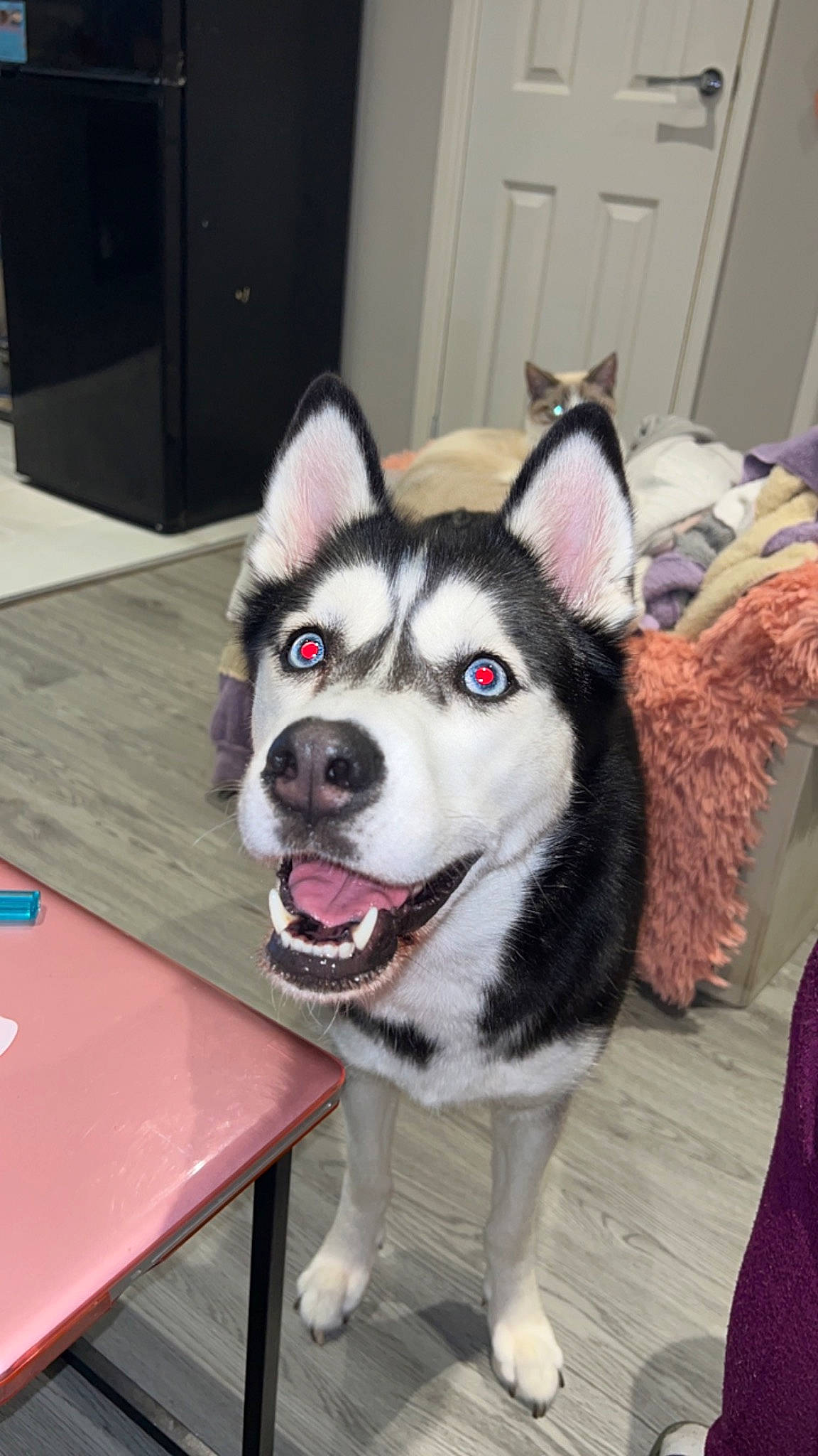 Kenai is registered to the contest to win money with this photo: ancient_dog_breeds, canidae, canis, carnivore, companion_dog, desk, dog, dog_breed, flooring, fur, miniature_siberian_husky, siberian_husky, sled_dog, snout, sporting_group, table, terrestrial_animal, whiskers, working_animal, working_dog