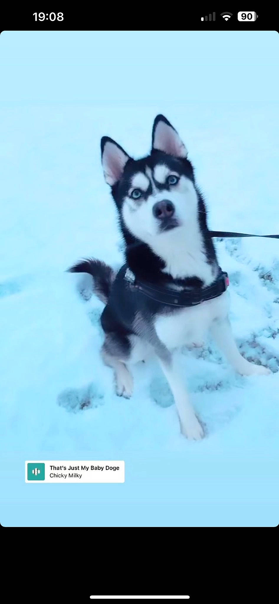 Kenai is registered to the contest to win money with this photo: ancient_dog_breeds, art, canidae, carnivore, companion_dog, dog, dog_breed, dog_supply, freezing, non_sporting_group, recreation, siberian_husky, sled_dog, snout, snow, sporting_group, tail, winter, working_animal, working_dog